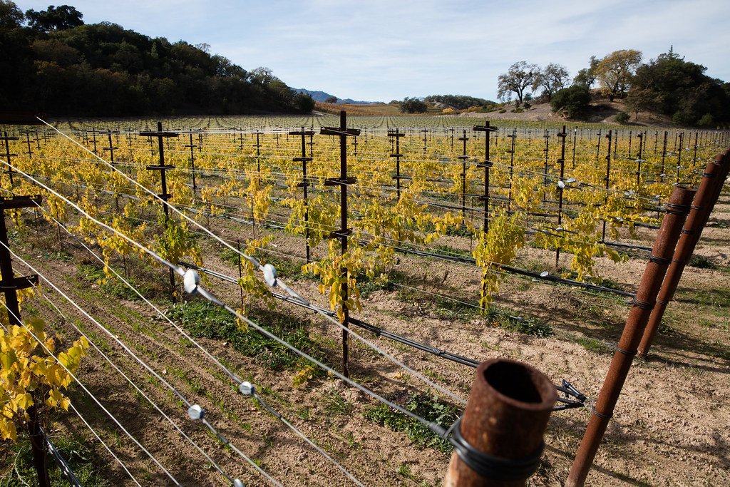 Viñedo en terreno de tierra, el tipo de suelo que conviene confirmar antes de una visita en silla de ruedas