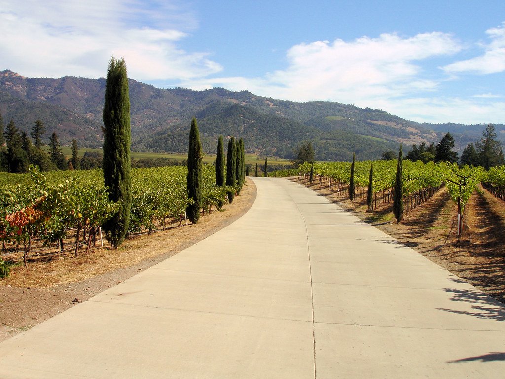 Camino pavimentado entre viñedos, un acceso cómodo para visitar una bodega en silla de ruedas