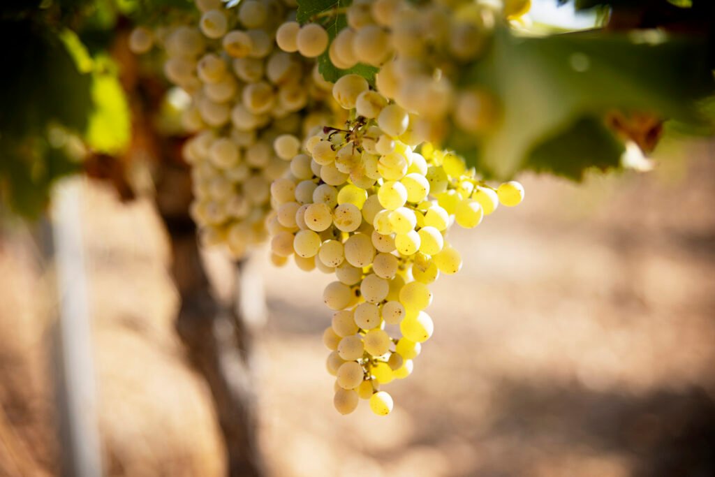 Garnacha Blanca
