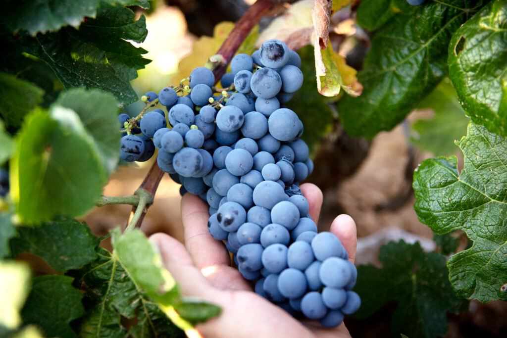 Uva Graciano
