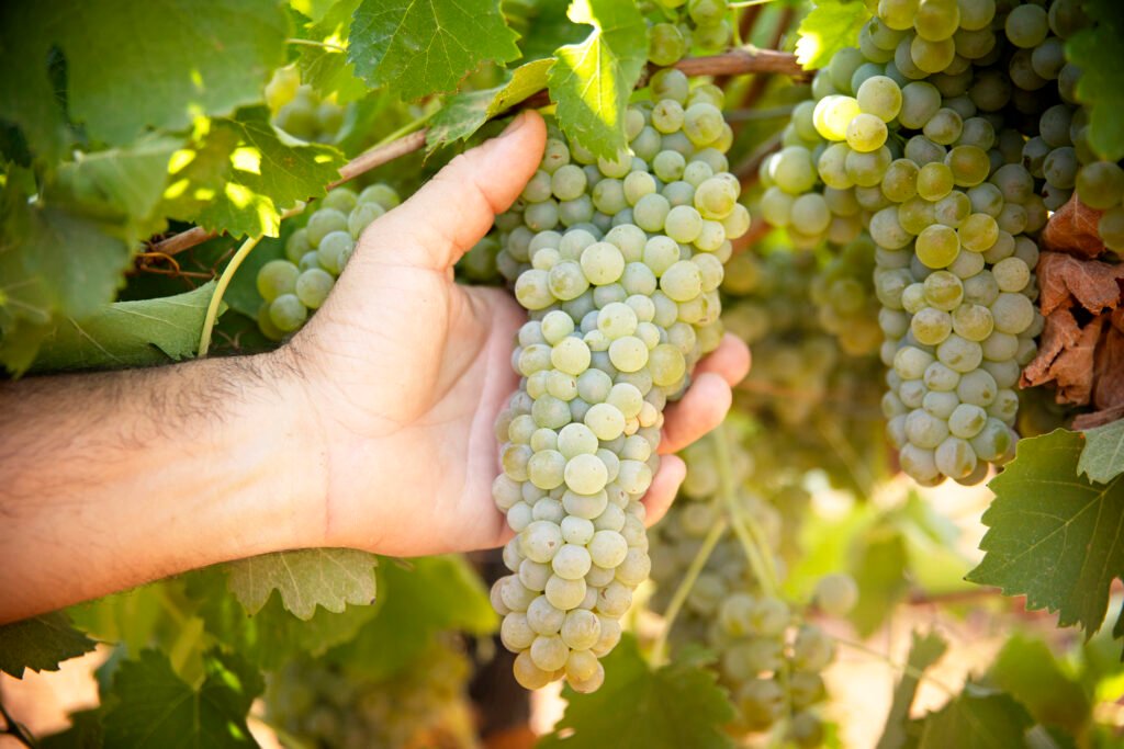 Uva Viognier