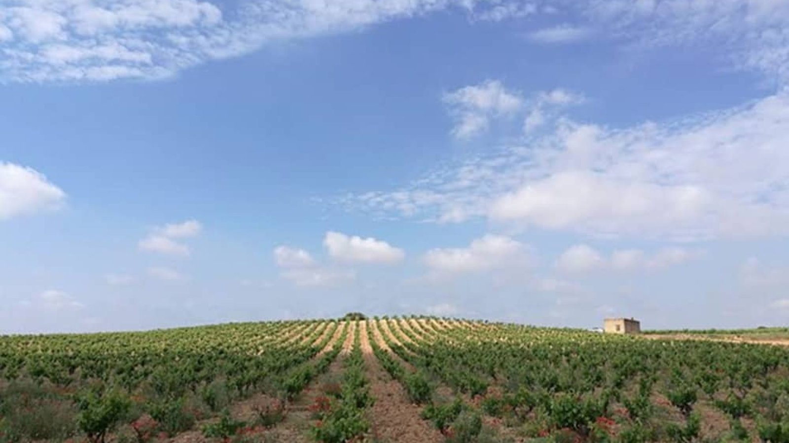 Viñedo de bobal de Cherubino Valsangiacomo en la aldea de San Juan, Requena