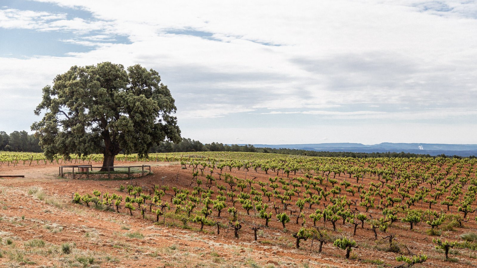 Bodegas Nodus DO Utiel-Requena (1)