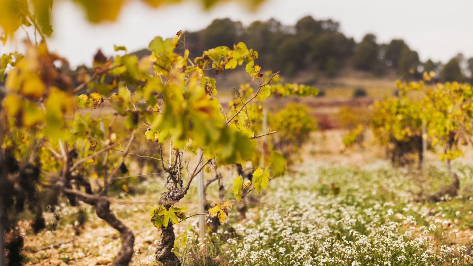 D0 Utiel Requena Sesion Alfonso Calza Otoño 2024 Paisajes -14