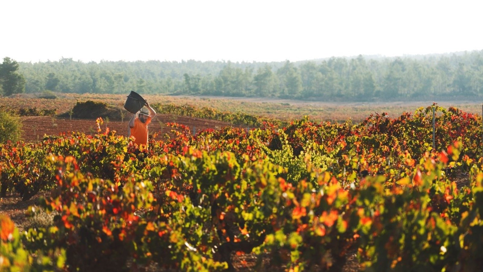 Imagen-1.-De-la-brotación-a-la-vendimia.-Las-fases-del-ciclo-de-la-vid-ok
