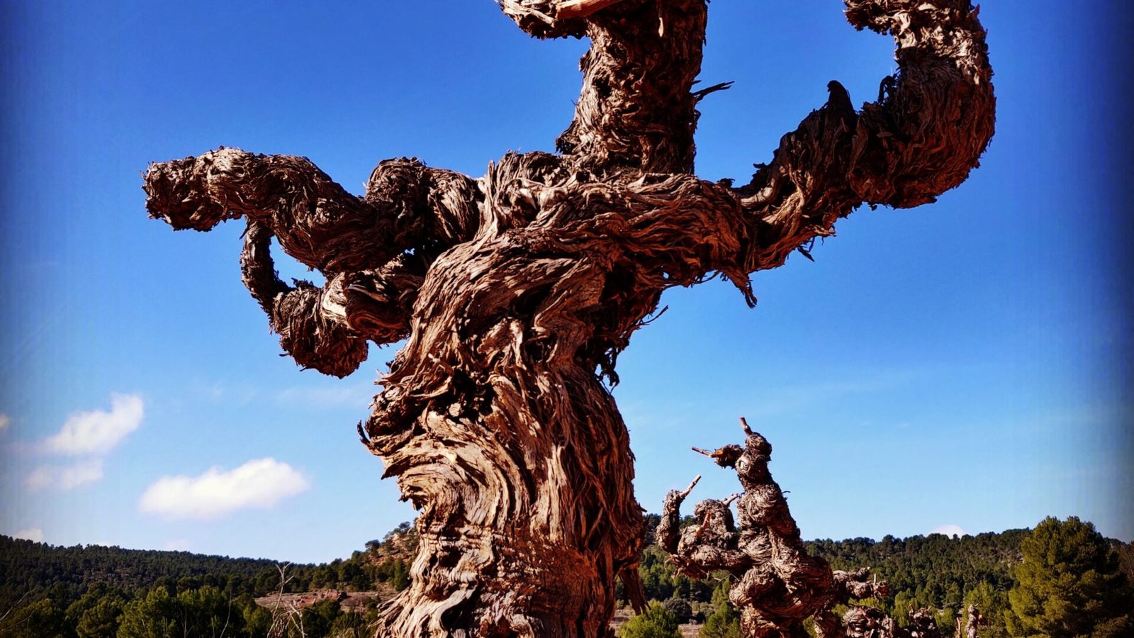 Poda y Selección de Madera de los Biotipos (3)