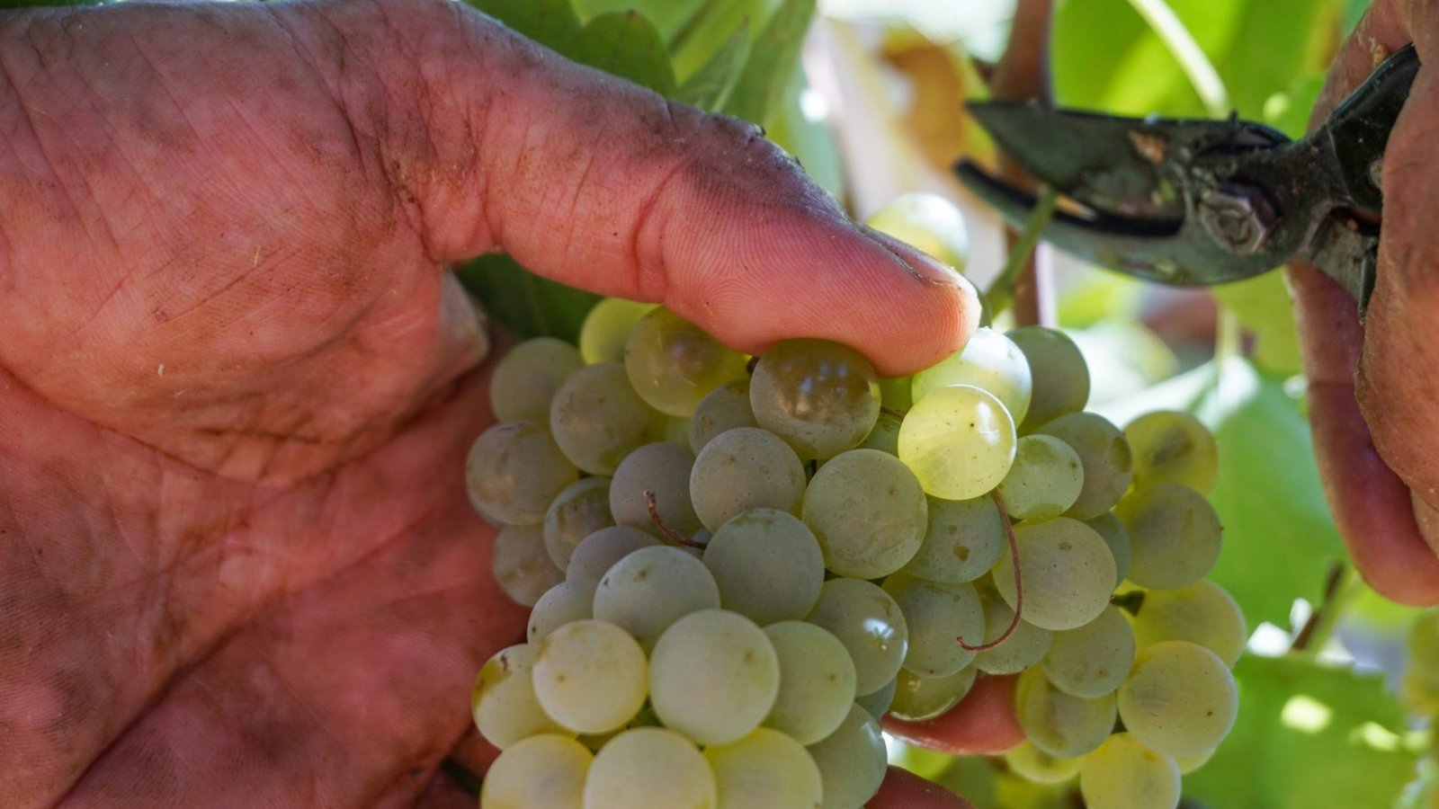 Vendimia manual de uva blanca en los viñedos ecológicos de Clos Cor Ví