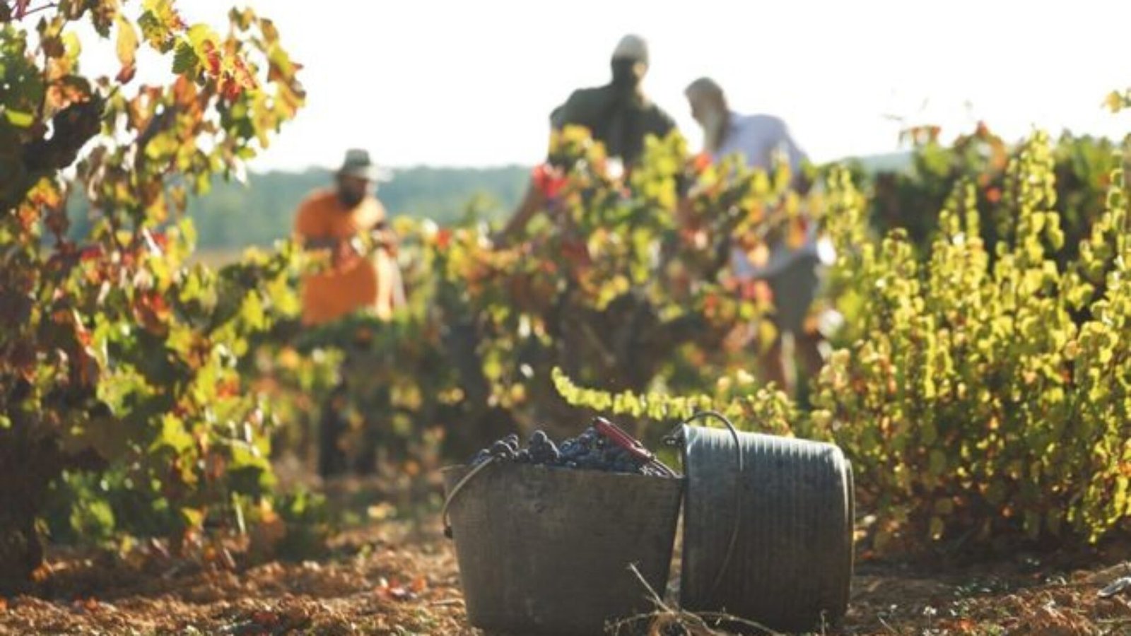 Vendimia-DO-Utiel-Requena_1179492050_307090_660x423