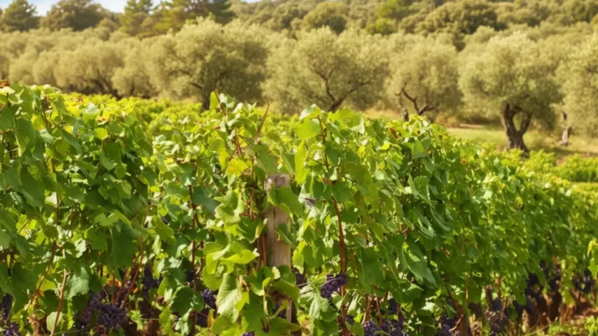 Vinedo-con-racimos-768x768