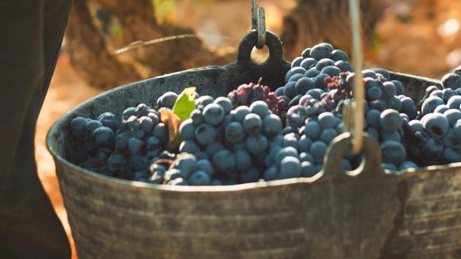 cosecha2018doutielrequena