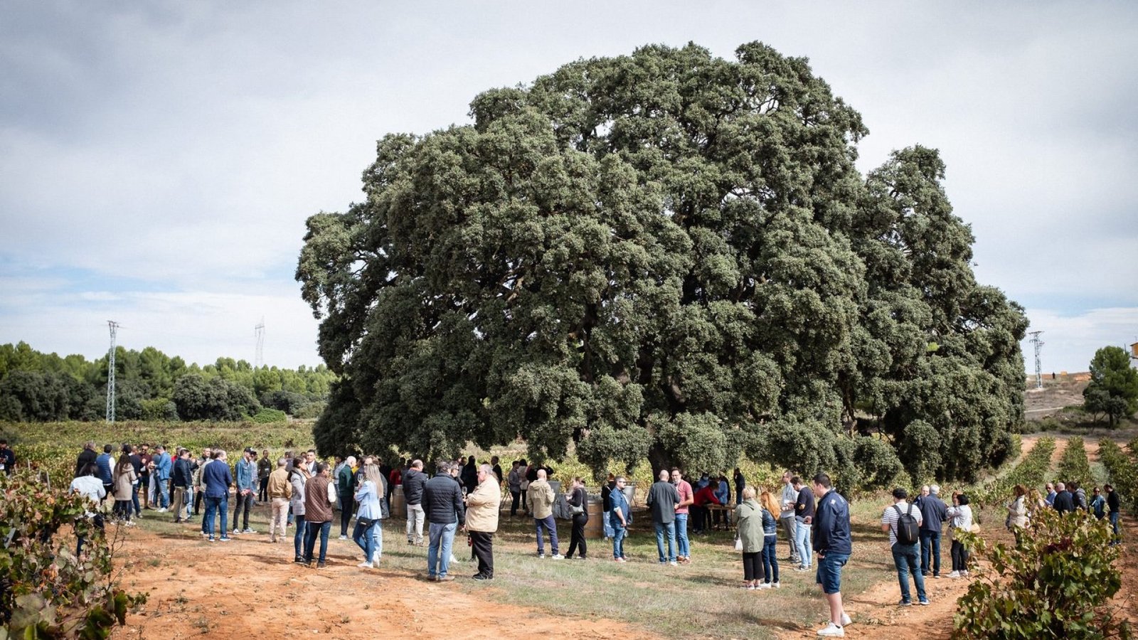 Grupo de visitantes en una experiencia de enoturismo entre viñedos de la DO Utiel-Requena