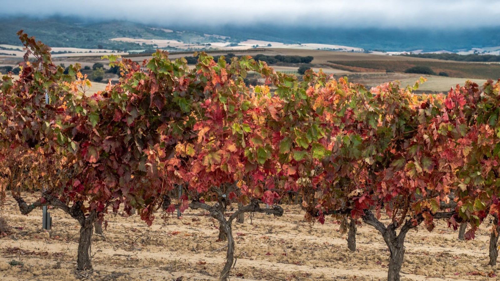 Viñedo de uva Bobal en vaso en otoño en la comarca de Utiel-Requena
