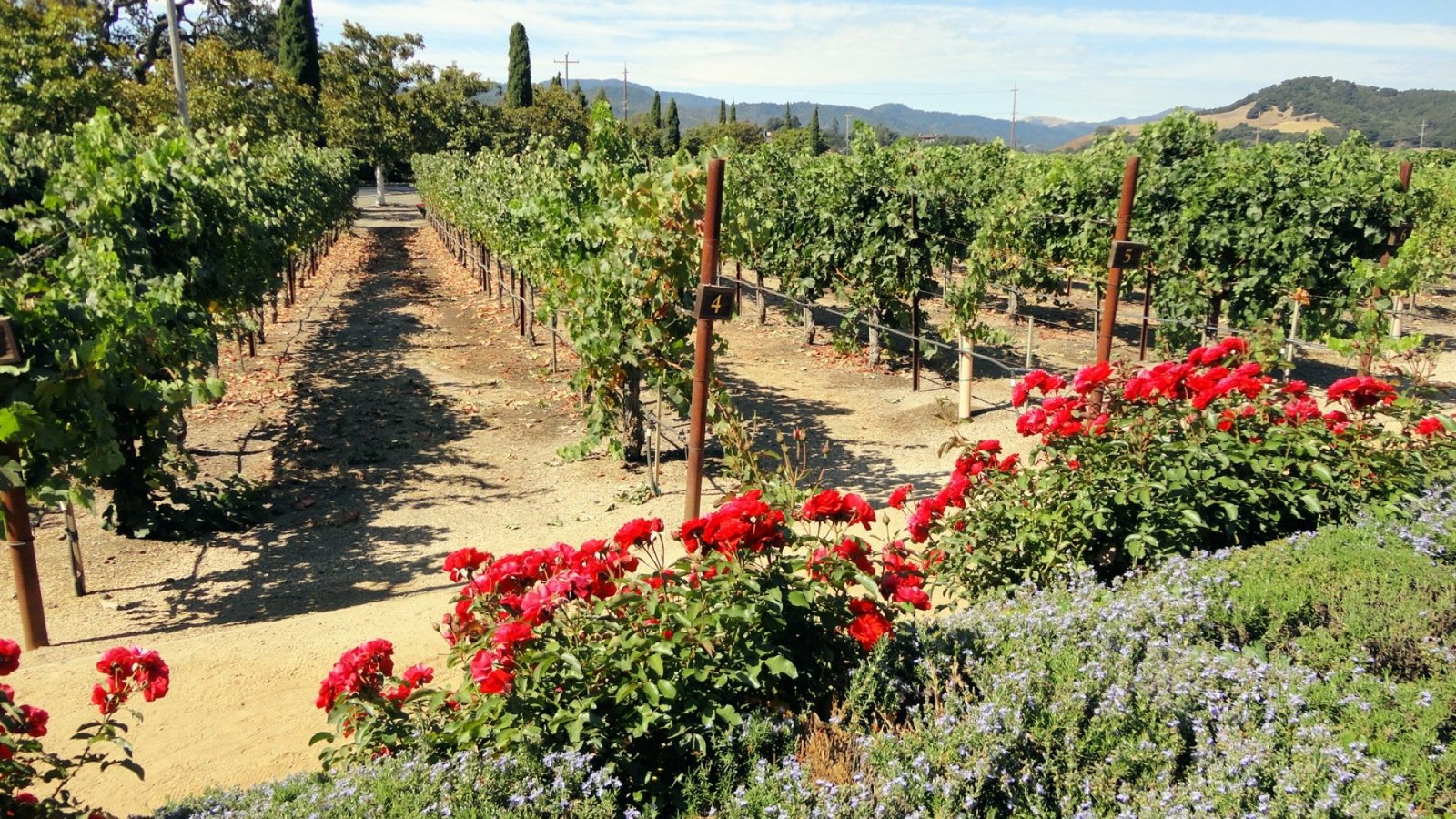 Viñedo de la DO Utiel-Requena en una visita a una bodega
