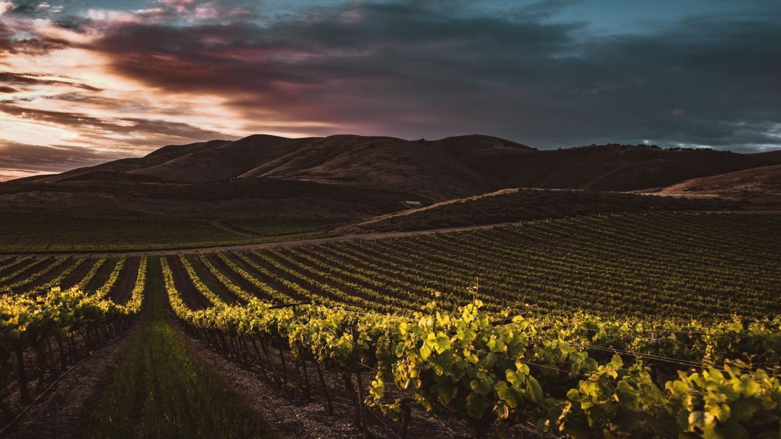 Viñedos al atardecer en la DO Utiel-Requena, el escenario de un día de enoturismo de regalo