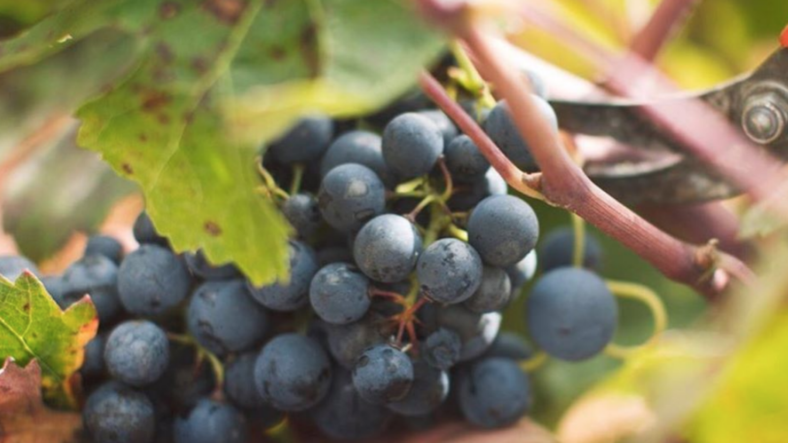 uvadenominaciondeorigenutielrequena