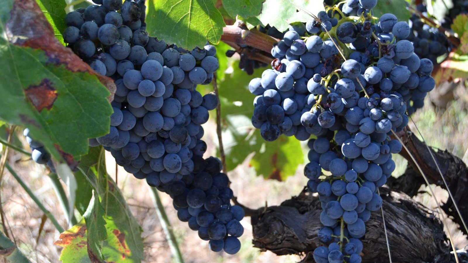Racimos de uva bobal en cepas viejas de Bodegas Pigar en Campo Arcís