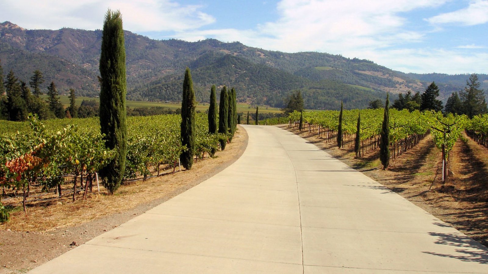 Camino pavimentado entre viñedos, un acceso cómodo para visitar una bodega en silla de ruedas